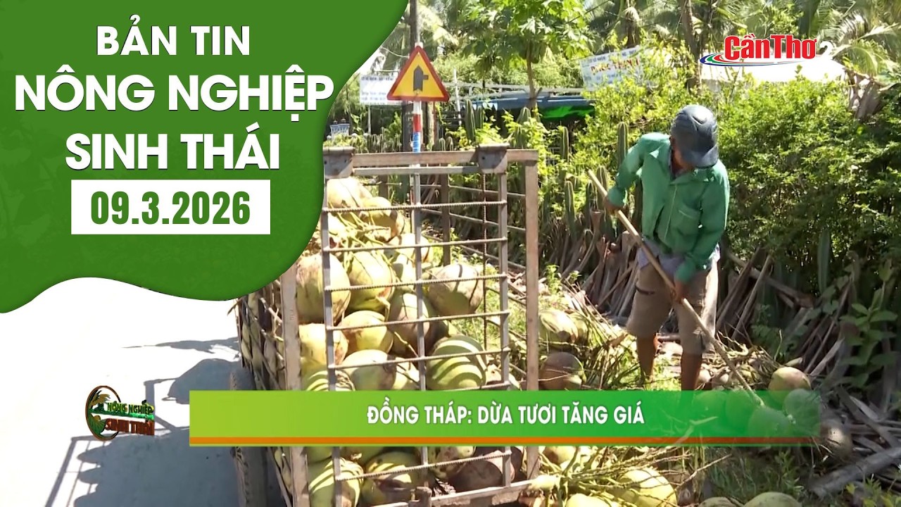 Nắng nóng, dừa tươi tăng giá | Nông nghiệp sinh thái 09.03.2026 | NNST