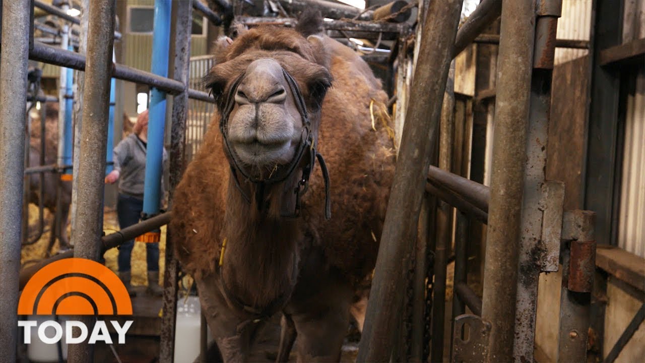 Camel Milk Sales Grow As More People Want Alternatives | TODAY