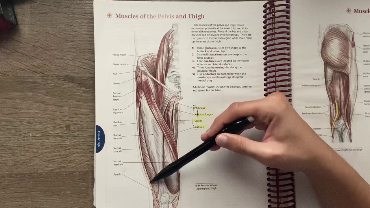 #ASMRAnatomy series 🦵 Thigh Muscles- Whispers & Tracing