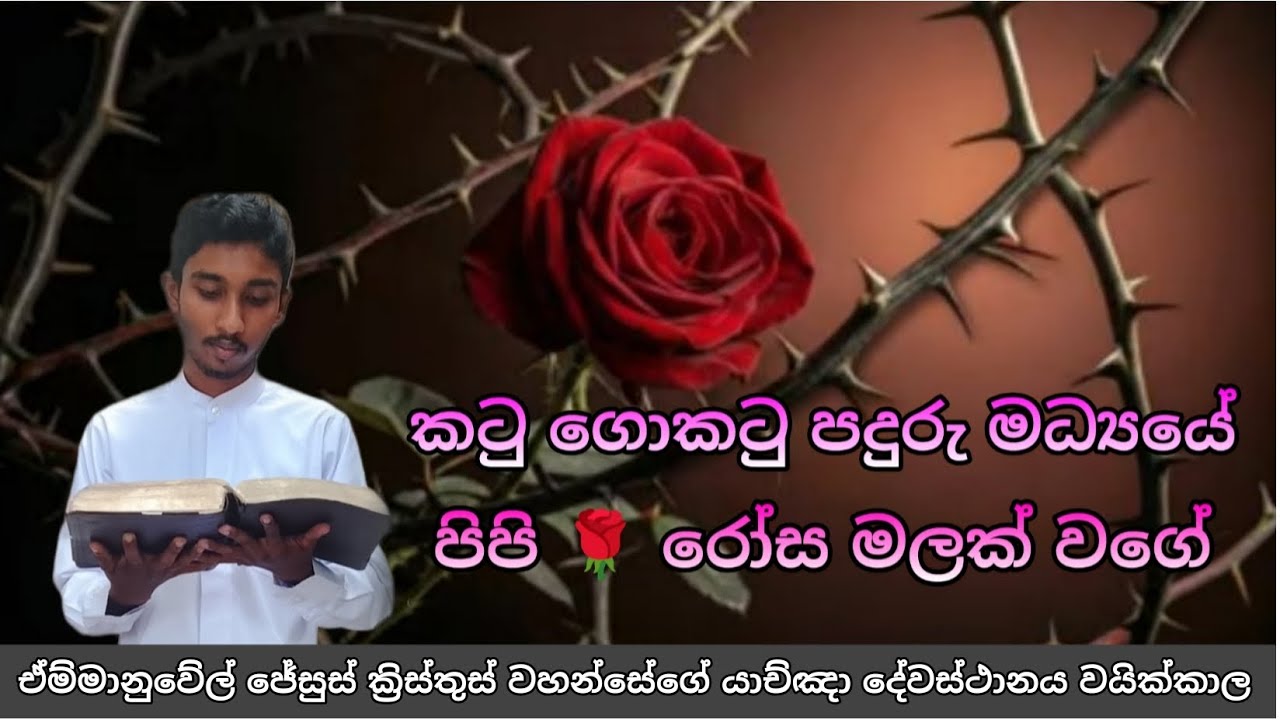 කටු ගොකටු පදුරු මධ්‍යයේ  අලංකාර ගිතිකාව..ඔබ සැමට ජේසු පිහිටයි ❤️🔥🕊️