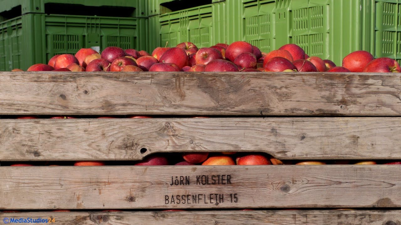 Apfelernte bei Bauer J&ouml;rn