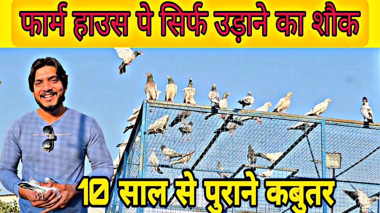10 साल से ज़्यादा उम्रदराज़ कबुतर यहां मौजूद हैं । Old Breed Pigeons at Farm House