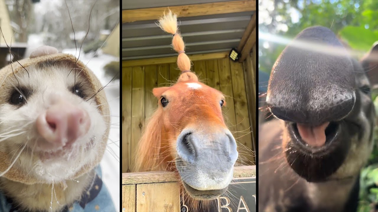 Cute and funny ANIMALS.🐯 And Some Just Interesting Moments.🐷Videos🔶 Сompilation # 11🔶