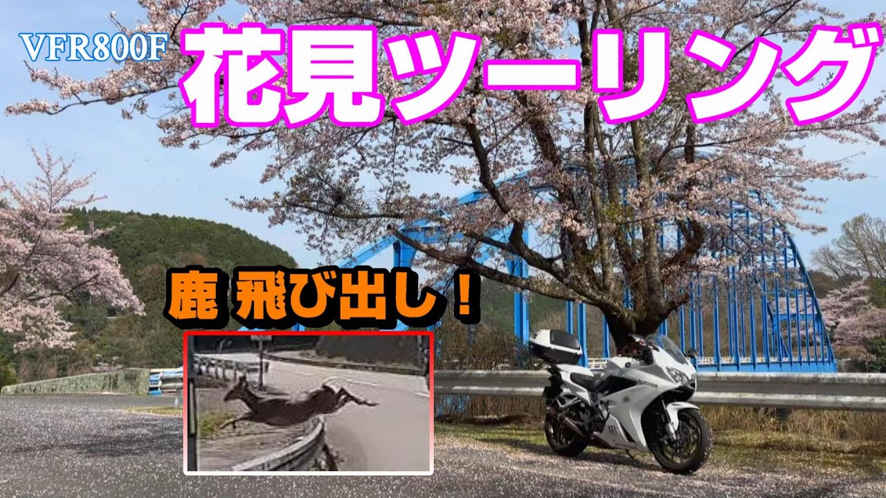 花見ツーリング　鹿の飛び出し注意！
