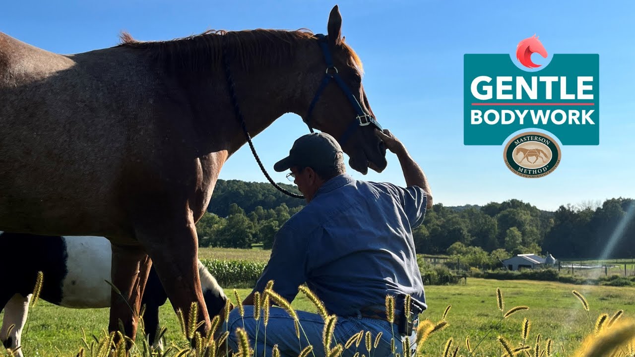Strengthen Your Horse Relationship with Gentle Movements and Light Touch