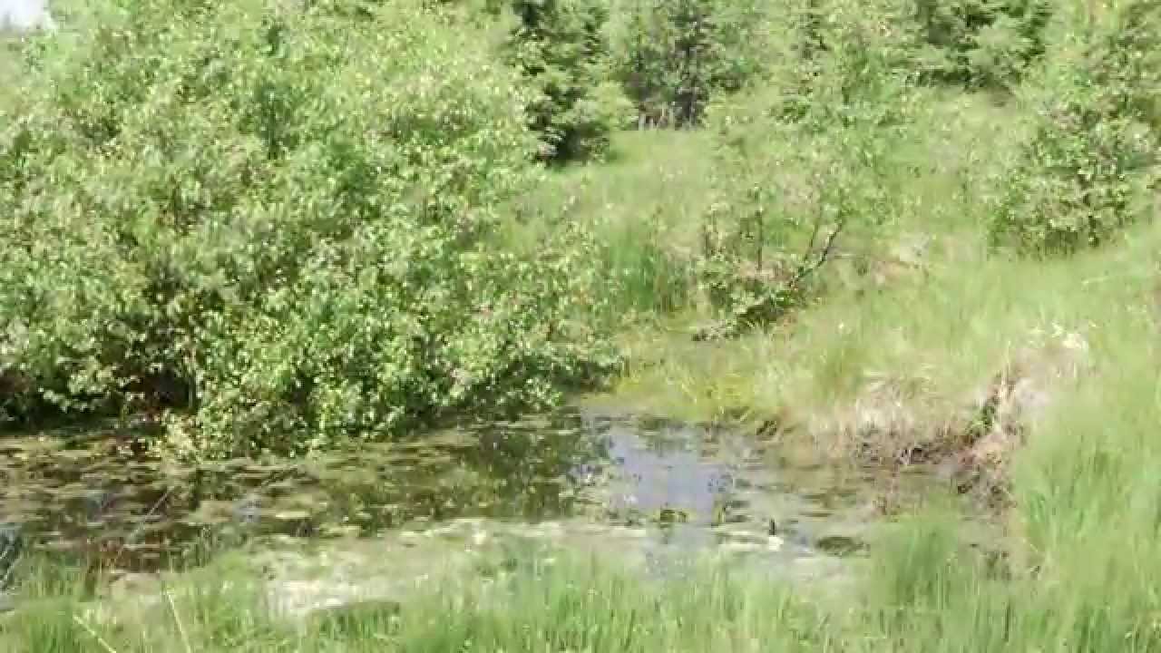 Das Hochmoor Zinnwald-Georgenfeld