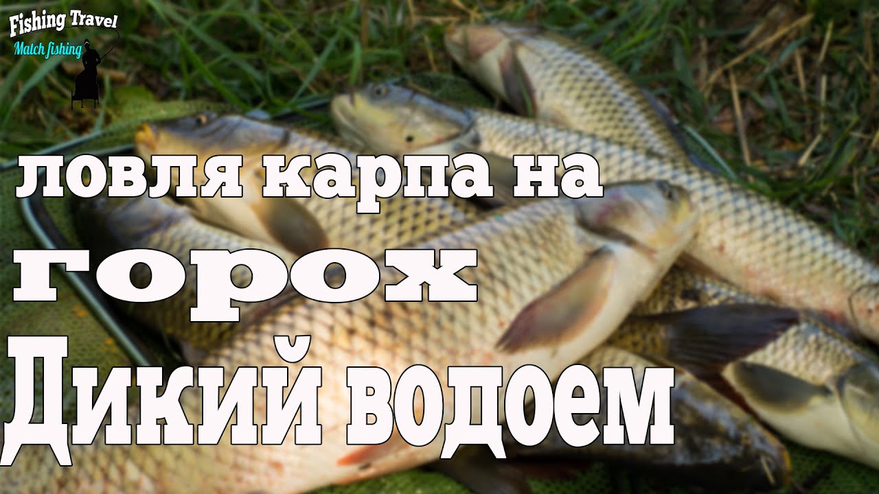 Ловля карпа на обычный горох. Рыбалка без понтов.