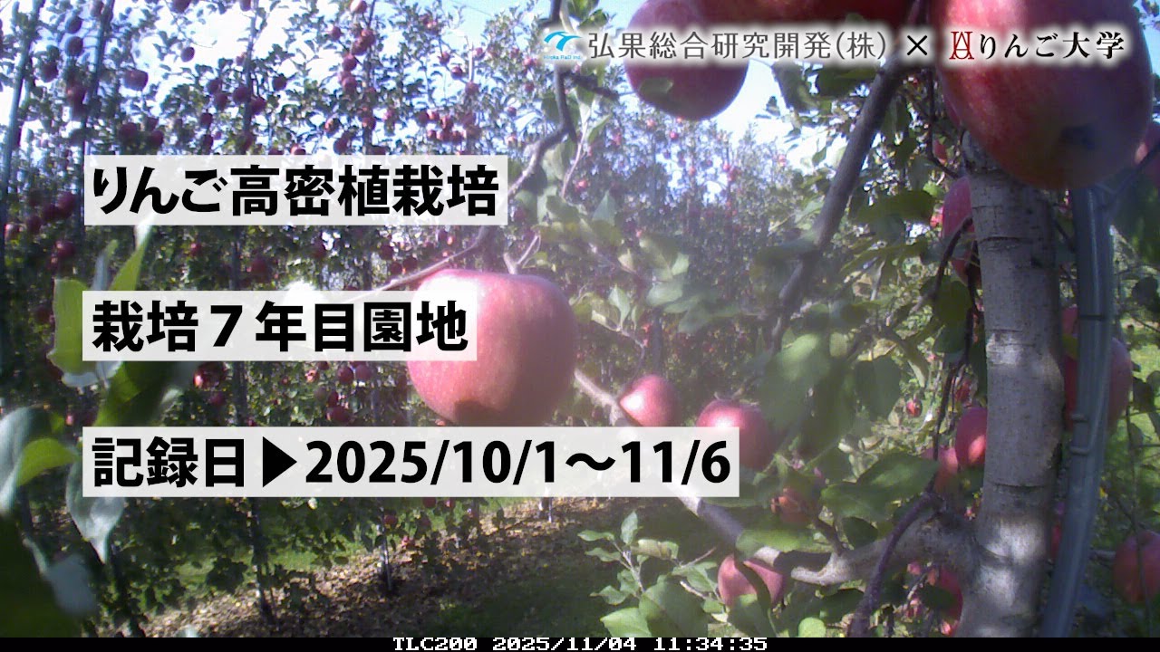 タイムラプス　2025年10月1日～11月6日　りんご高密植栽培　栽培７年目園地　定点観測【弘果総合研究開発株式会社】