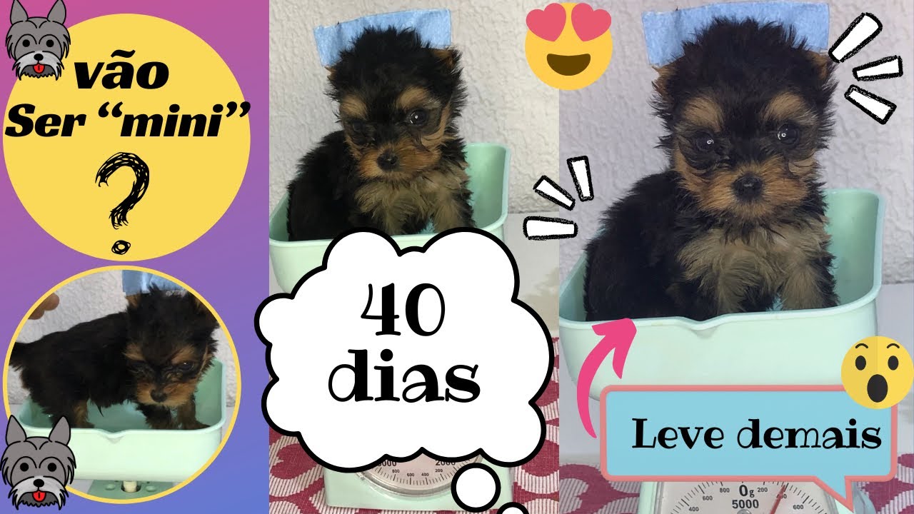 Filhotes de yorkshire com 40 dias