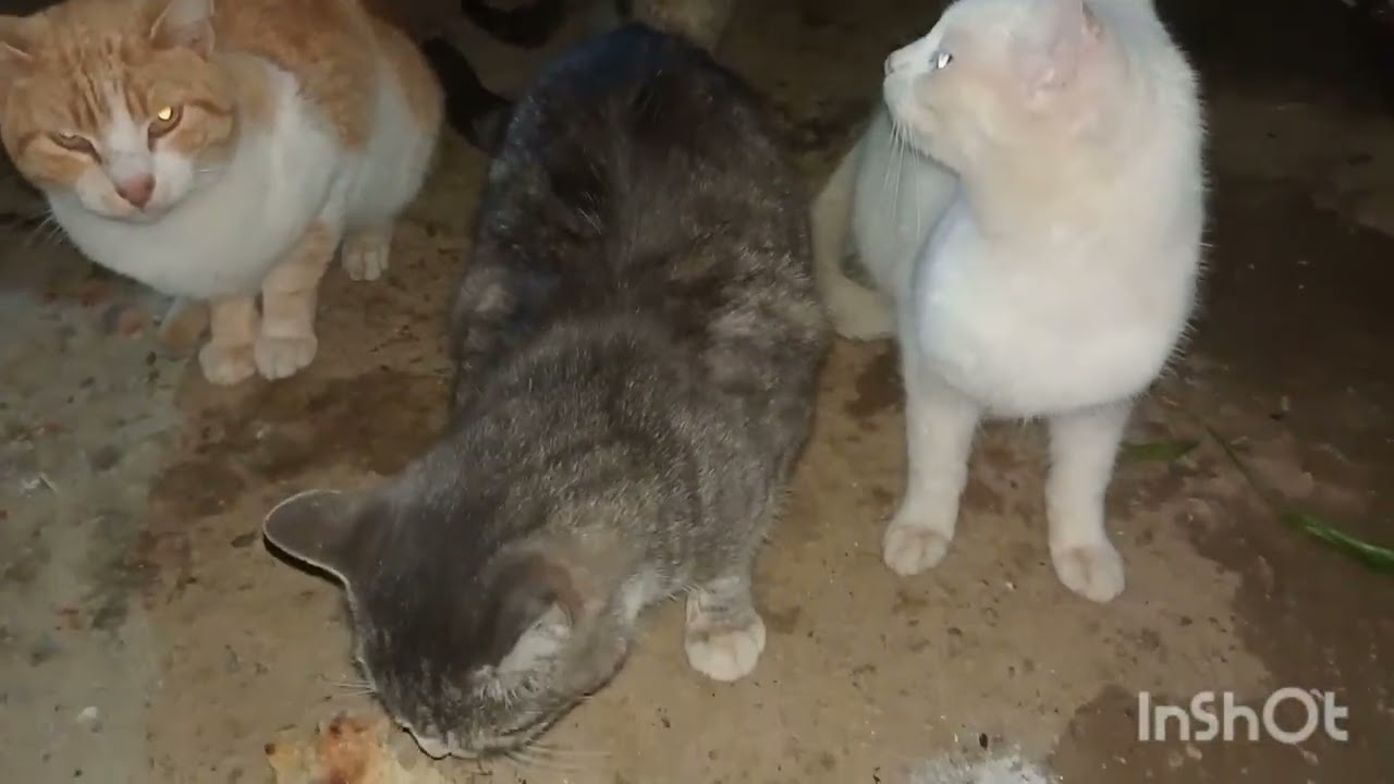 السلام عليكم ورحمه الله وبركاته 