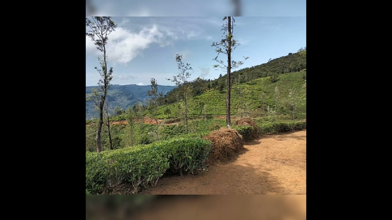 නුවරඑලිය අක්කර 50