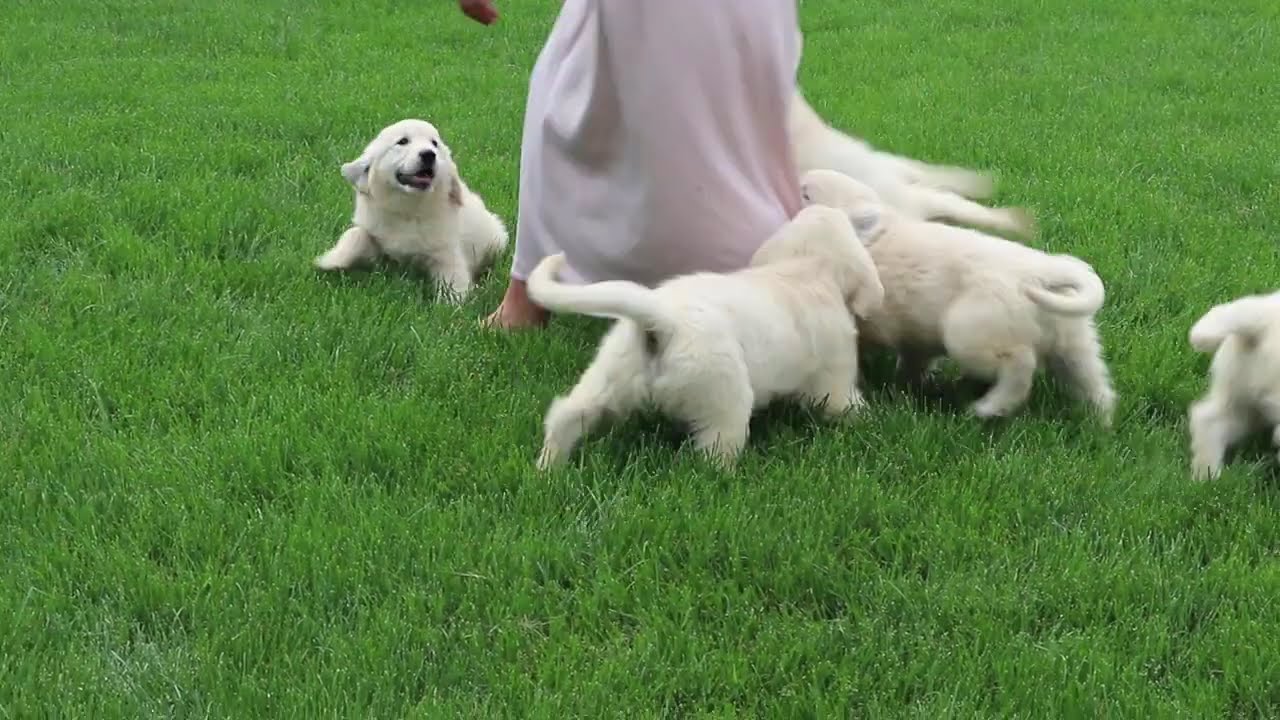 English Cream Golden Retriever Puppies For Sale