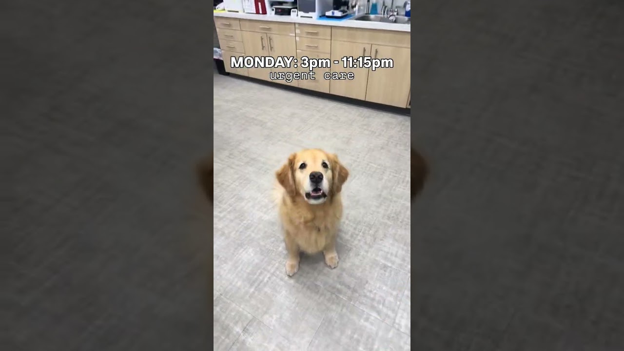 A week in my life as a relief veterinarian