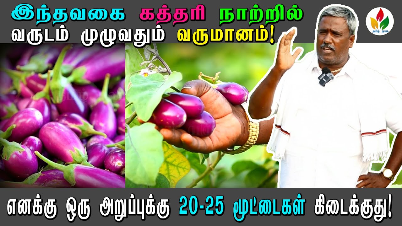 அதிகம் லாபம் தரக்கூடிய ஒட்டு கட்டிய கத்தரி விவசாயம்! |  Ottukkattiya Katharikkai Saagupadi | farmer