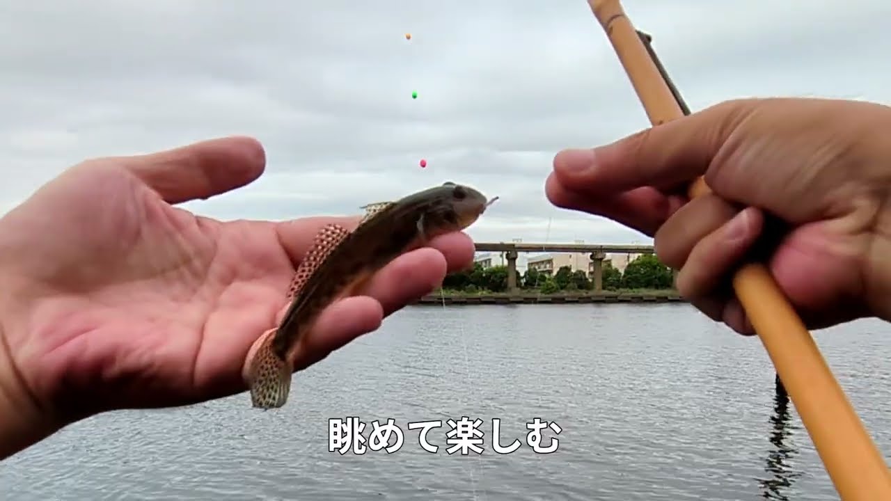 ハゼ釣り 大井ふ頭しおじ磯 東京湾/江戸前京浜運河 2025年9月15日
