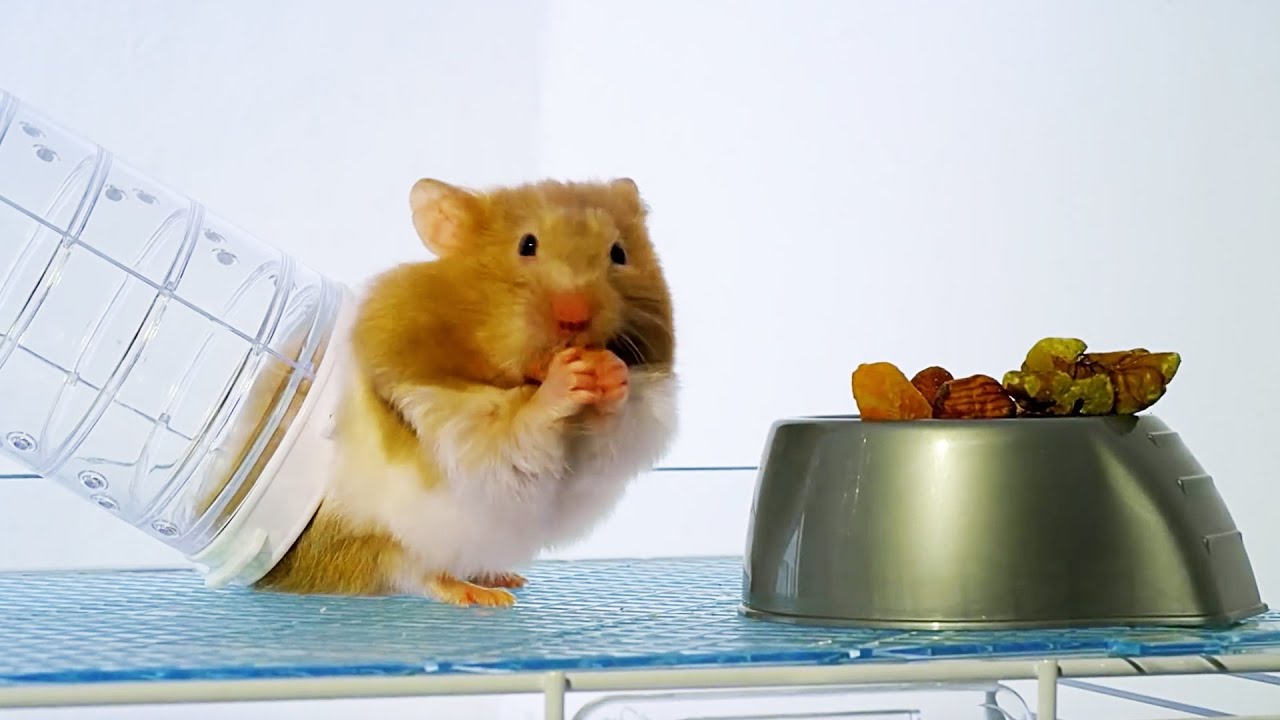 THIS is why hamsters have chubby cheeks | Pets: Wild At Heart | BBC Earth Kids