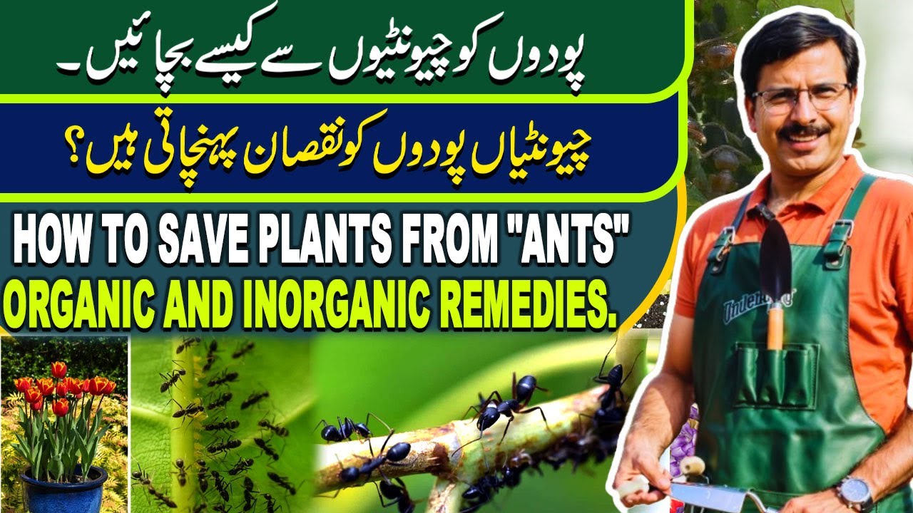 How to save plants from 