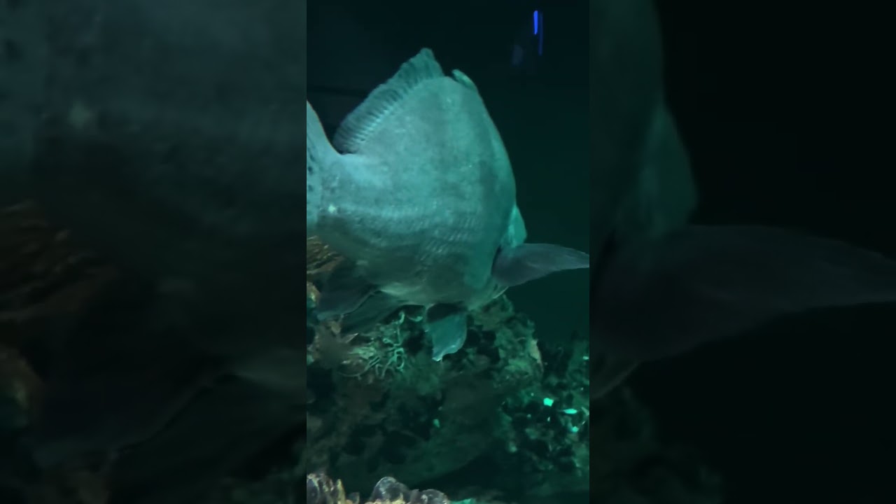 Baltimore aquarium compilation ￼