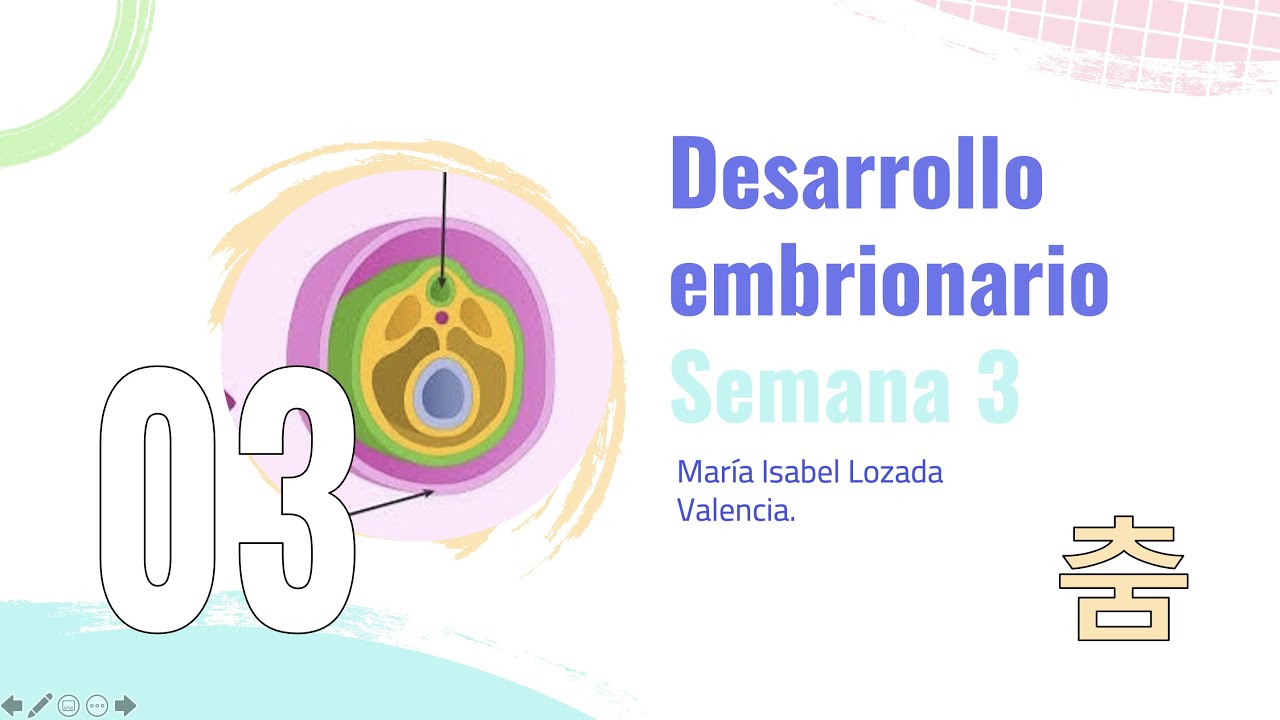 Desarrollo Embrionario || Tercera semana