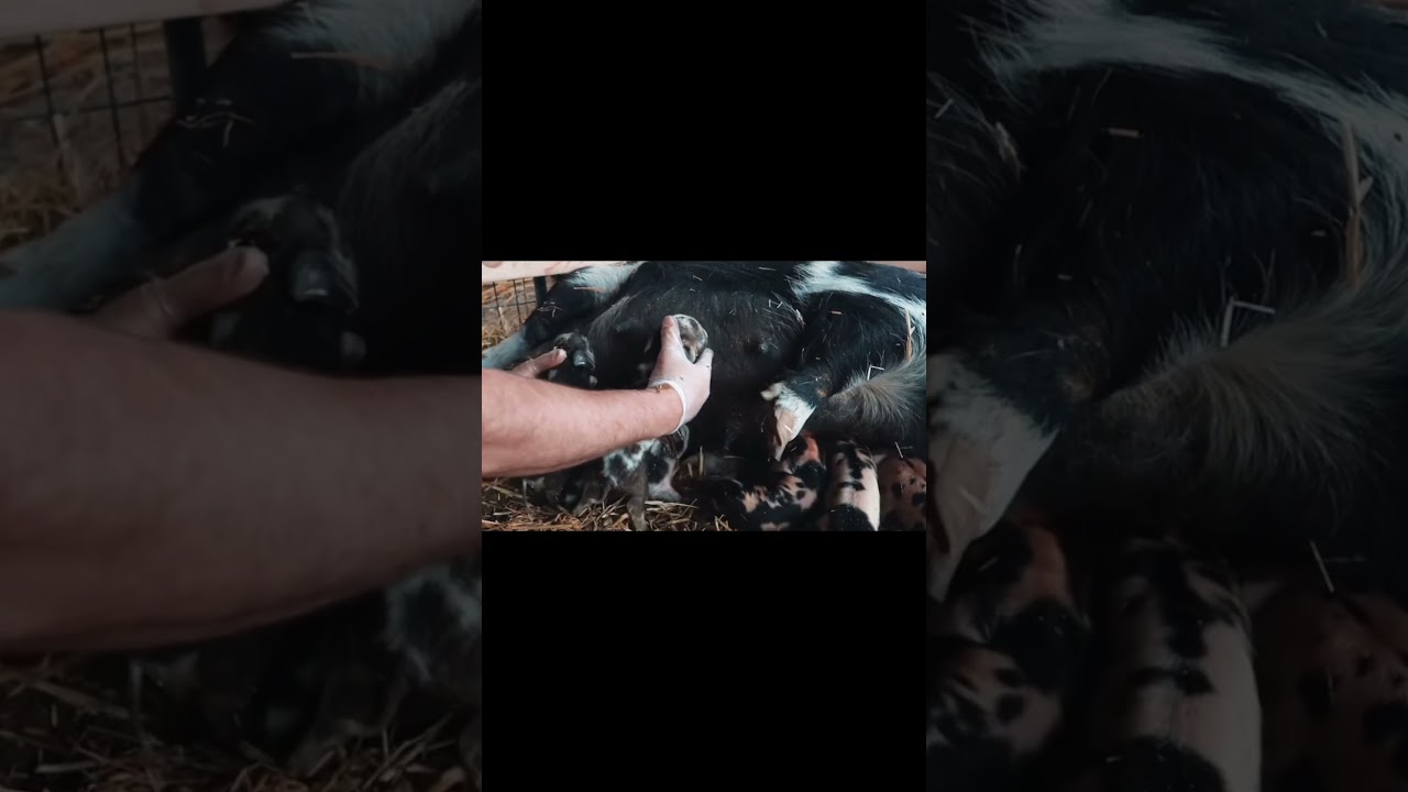Pigs 101: Season 1 (mini pigs) Episode 1: Kunekune