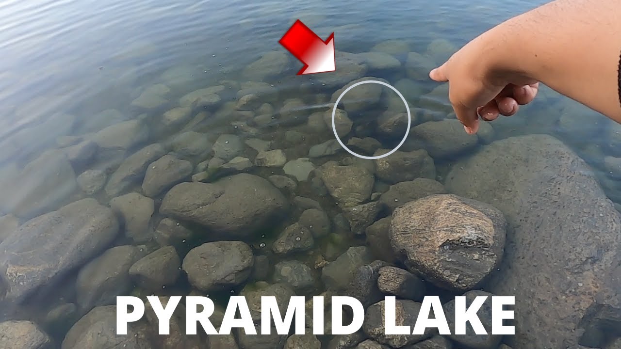 WIDE OPEN Bite at PYRAMID LAKE CA: Trout Fishing
