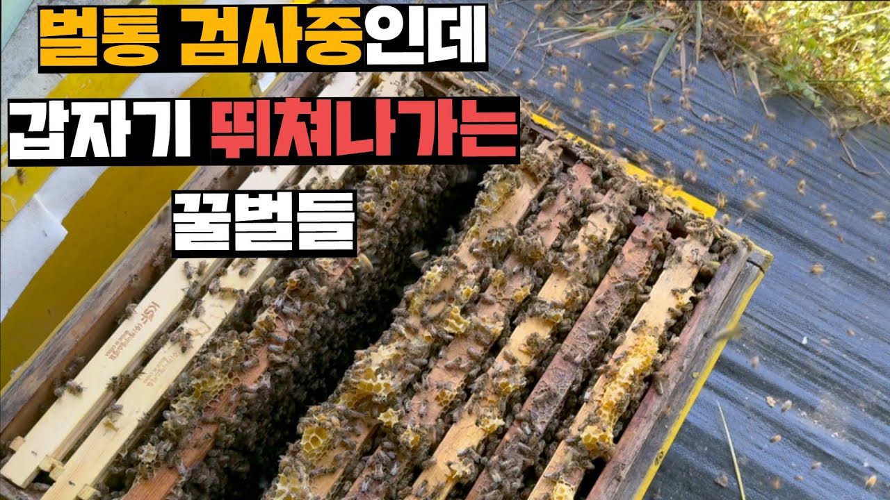 벌통 열어서 내부 점검중인데 갑자기 흥분해서 집나가버리는 꿀벌세력(1영상 3분봉)