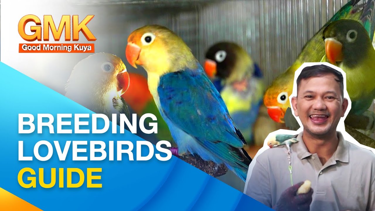GUIDE: Breeding and caring for lovebirds | Pet Talk