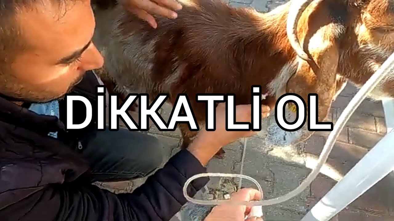 Keçi besliyorsanız bu hastalığa dikkat edin! / #hayvancılık #keçi #goat