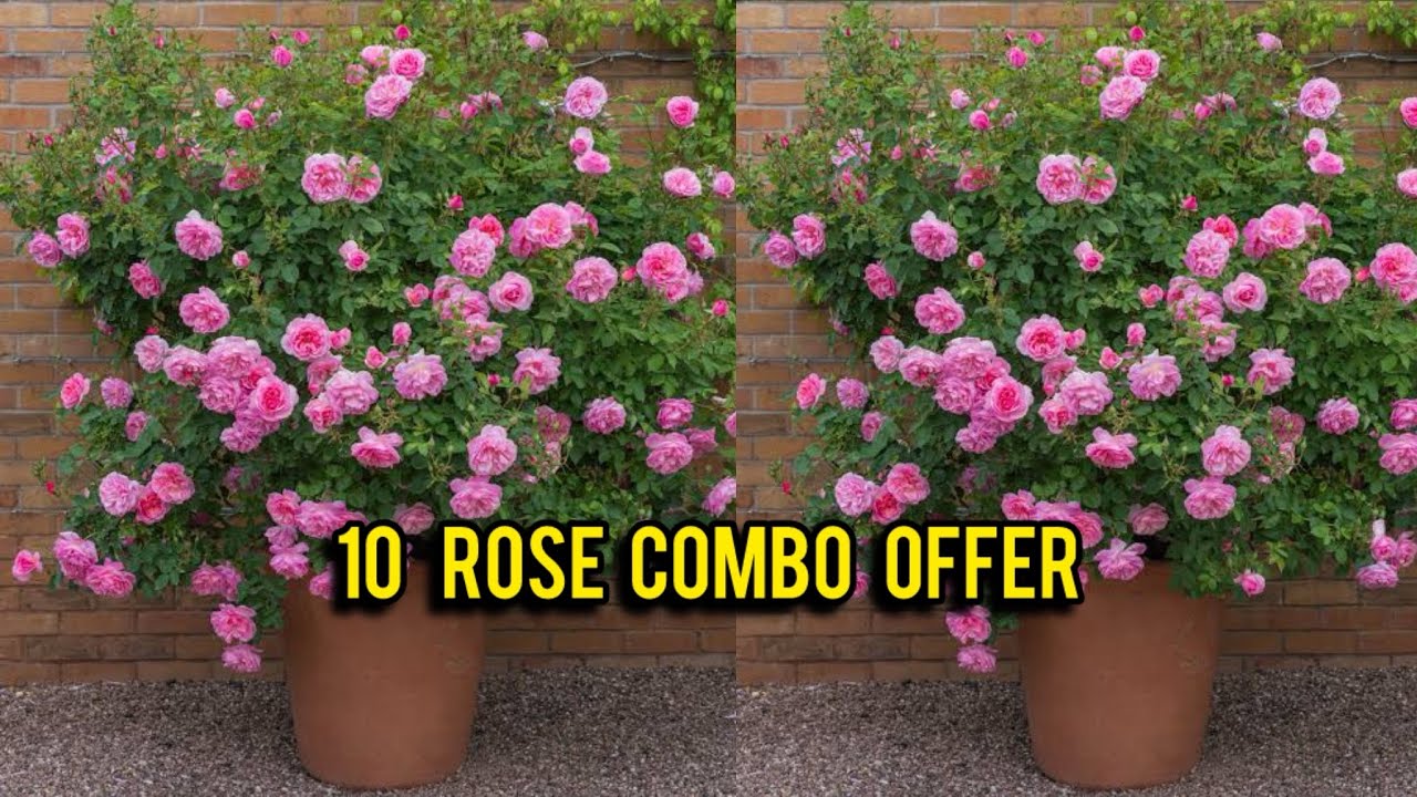 10 rose combo offer budget friendly #rose #plantsofindia #garden #sale