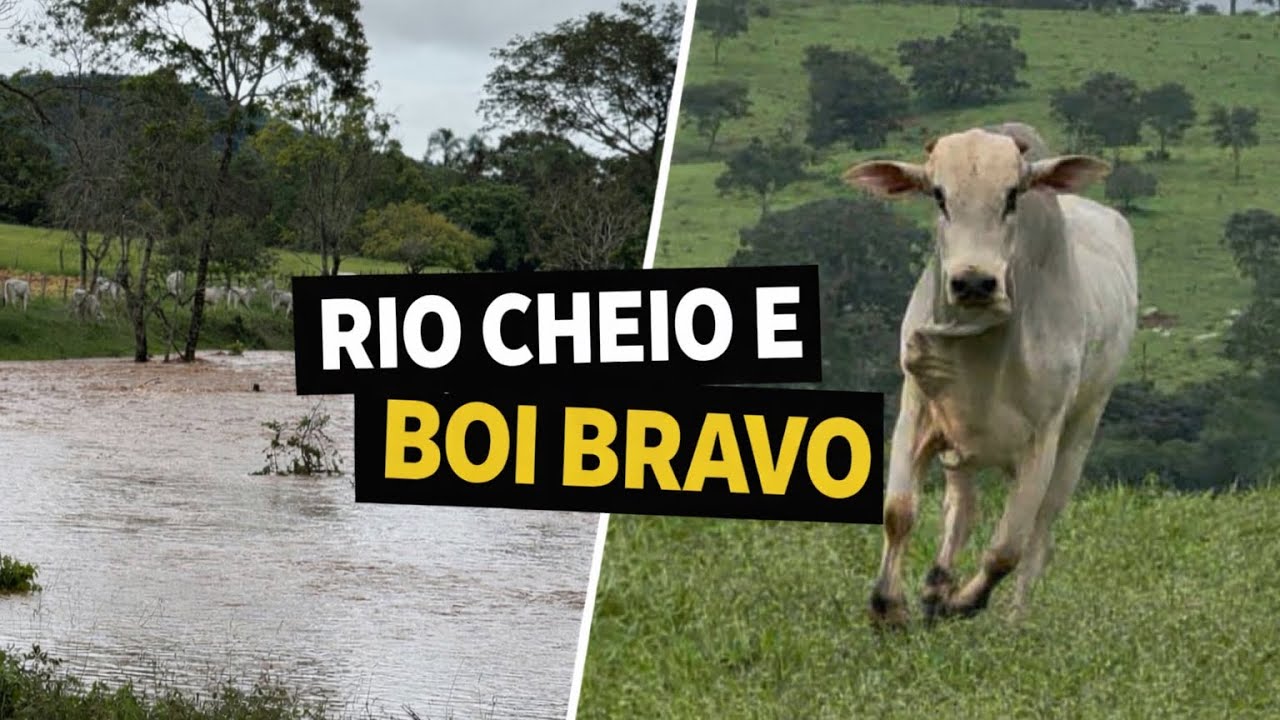 TOQUEI O BOI BRAVO DO VIZINHO QUE PULOU PARA O RECINTO E VEJA COMO O RIO ESTAVA CHEIO 😱