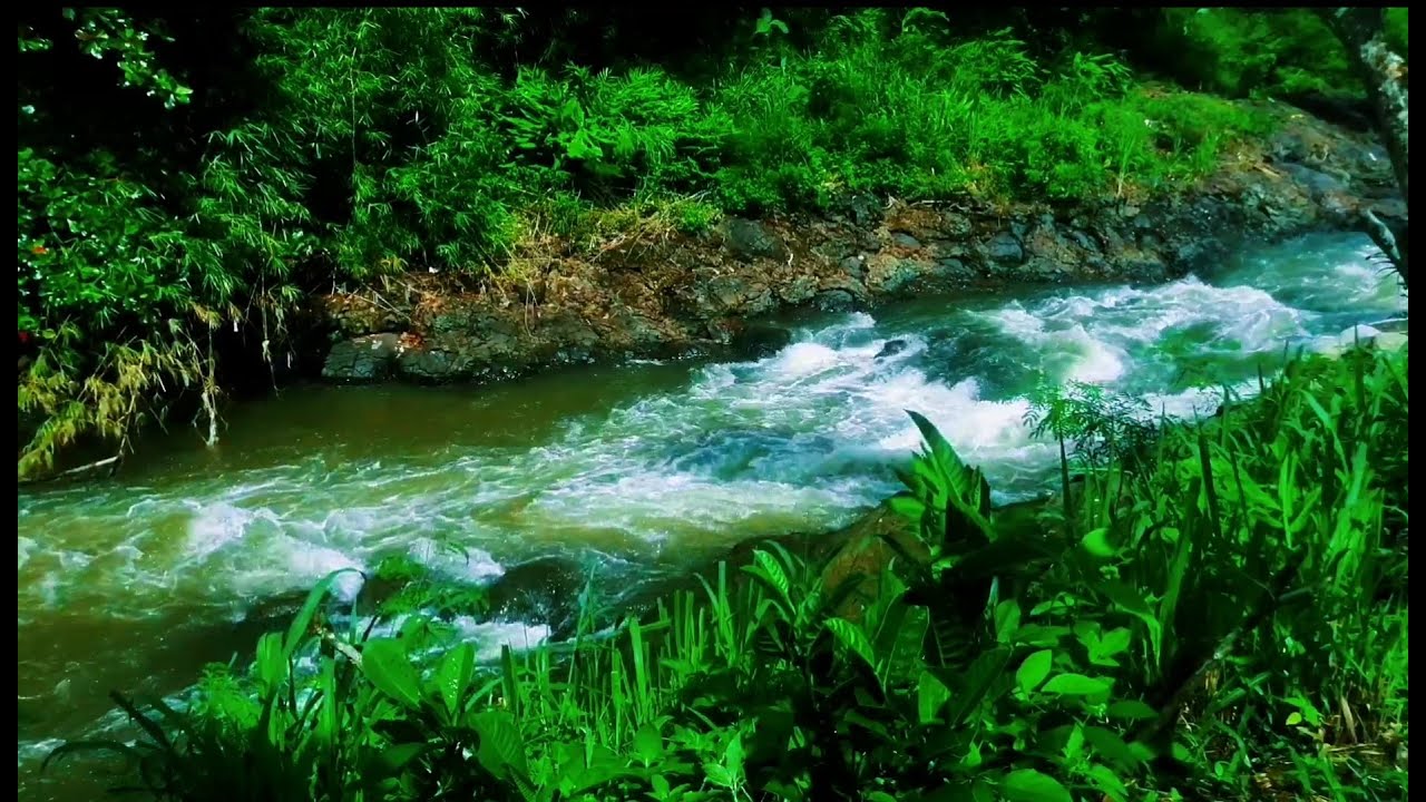 Tranquil River Ambience – Soft Stream and Forest Sounds for Deep Sleep and Inner Peace