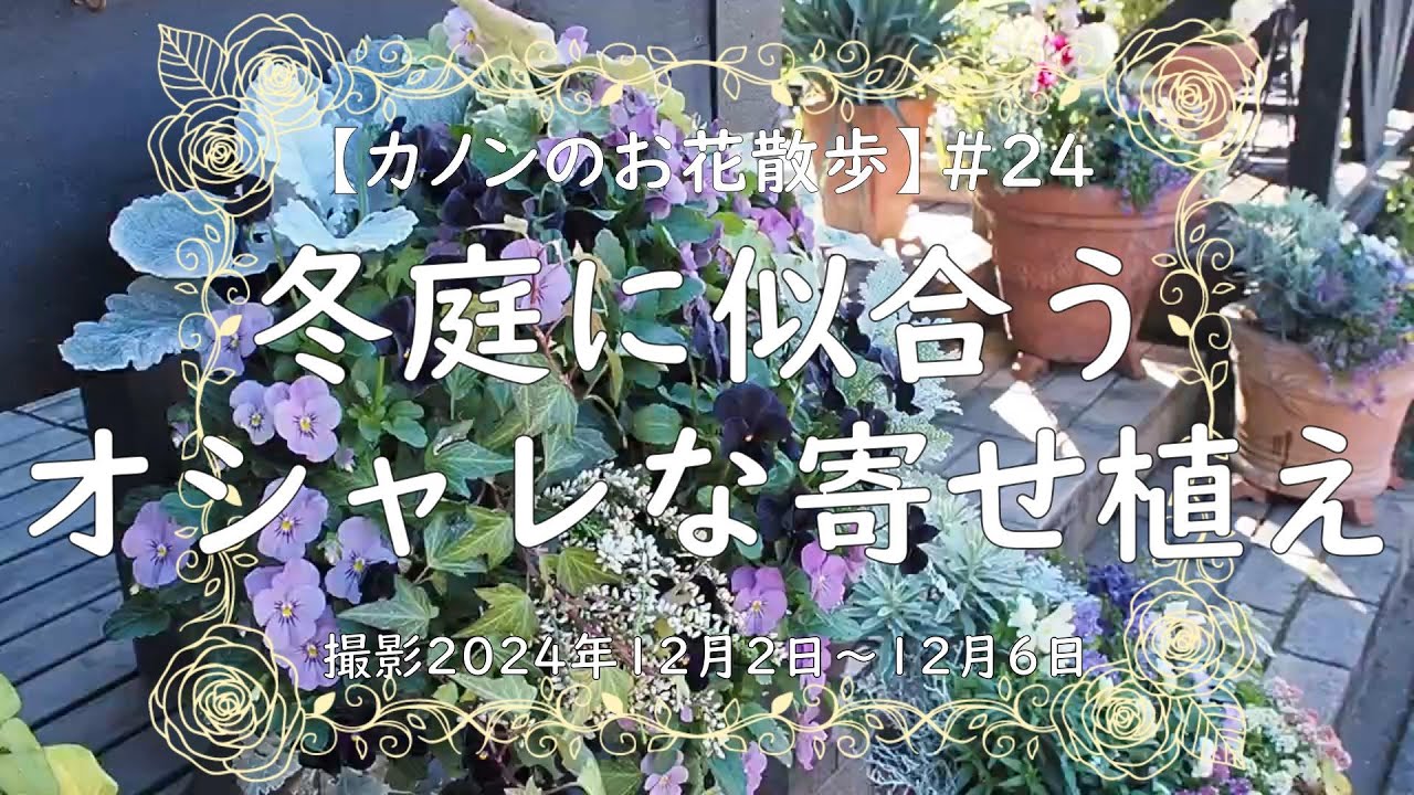 ＃24 　冬の寄せ植えの紹介です。スリットバスケットや可愛い花籠にビオラ、シルバーリーフなどを組み合わせて、大人色でまとめたり乙女チックな配色にしてみたりしていますので仕上がりをご覧頂けたらと思います