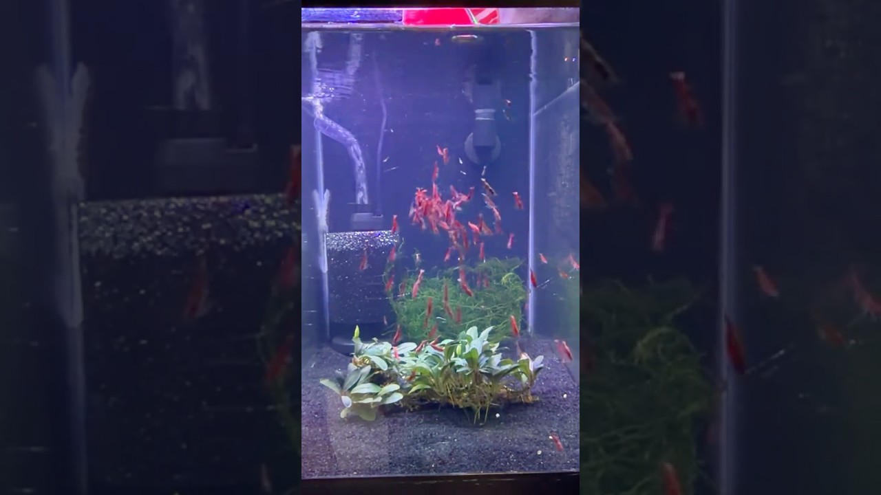 Добавляем 100 креветок-вишней в новый аквариум! 🍒🦐 #neocaridina #shrimptank #redcherryshrimp #shrimp