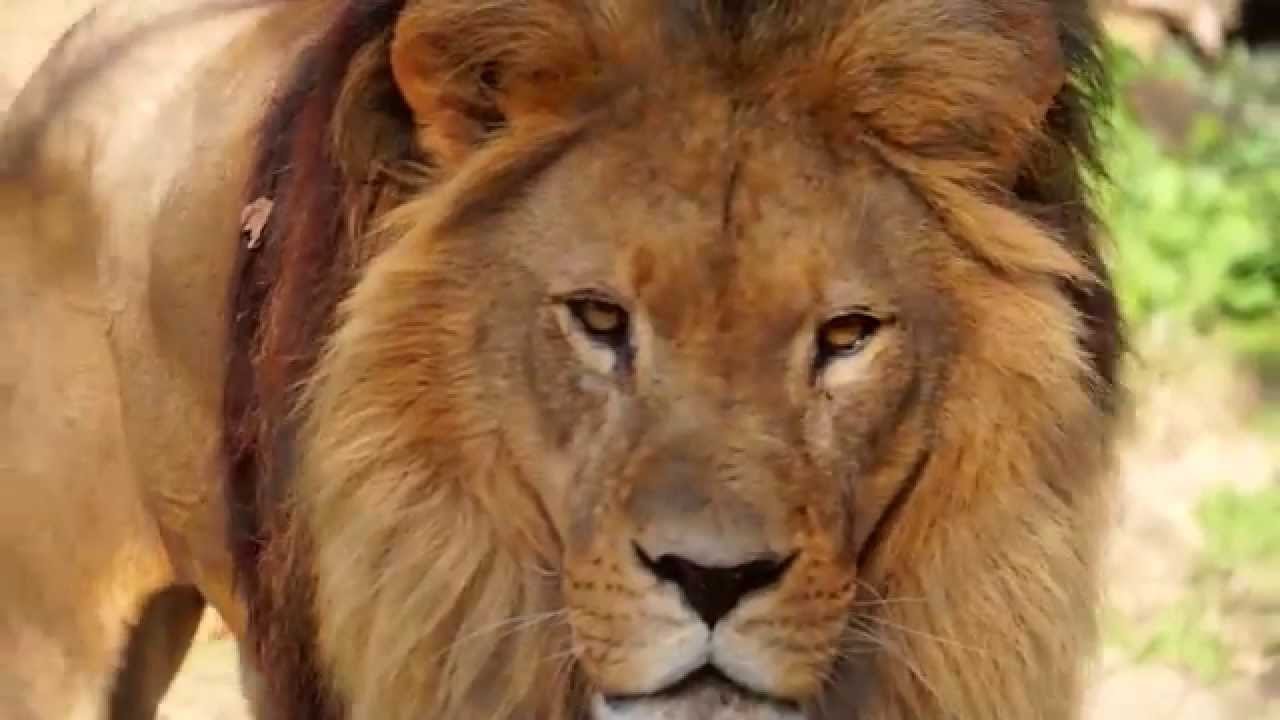 Zoo Palić jesen 2015