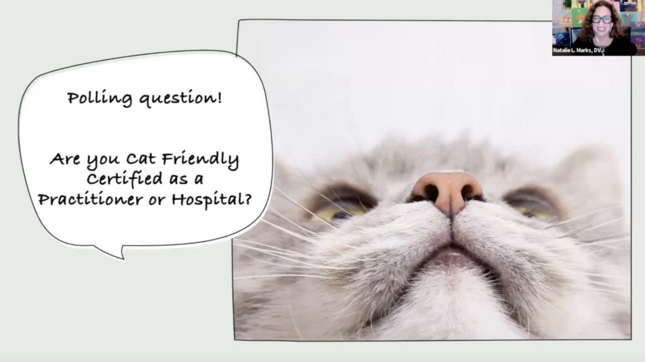 What’s New with the Big Three: FeLV, FIV, FIP