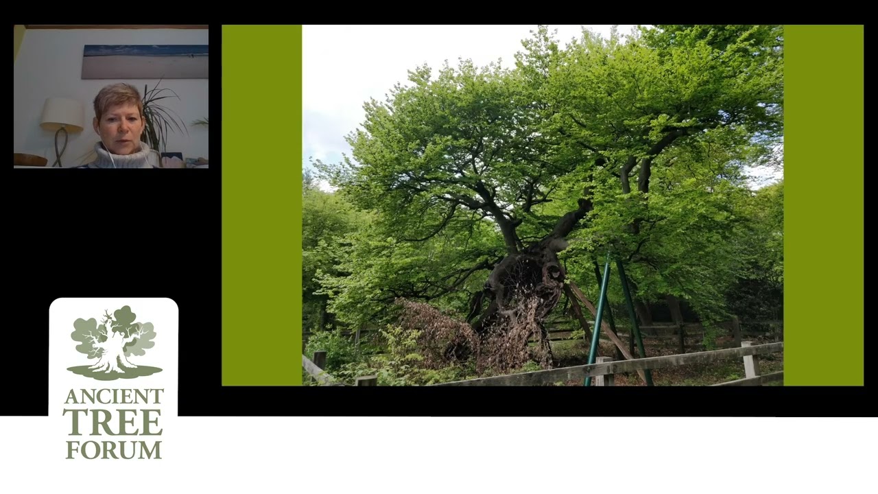 consulting unit 11 1080p 1