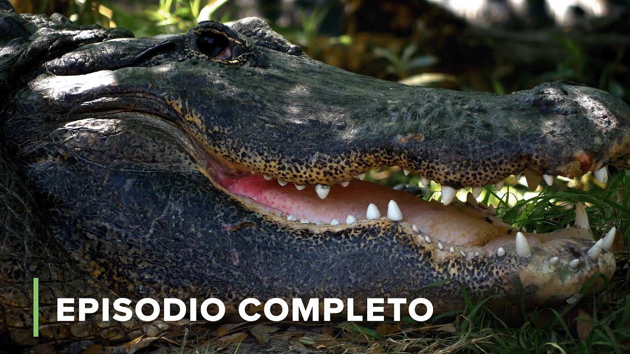 TACTO 🫲🏻 | Sentidos de Animal 102