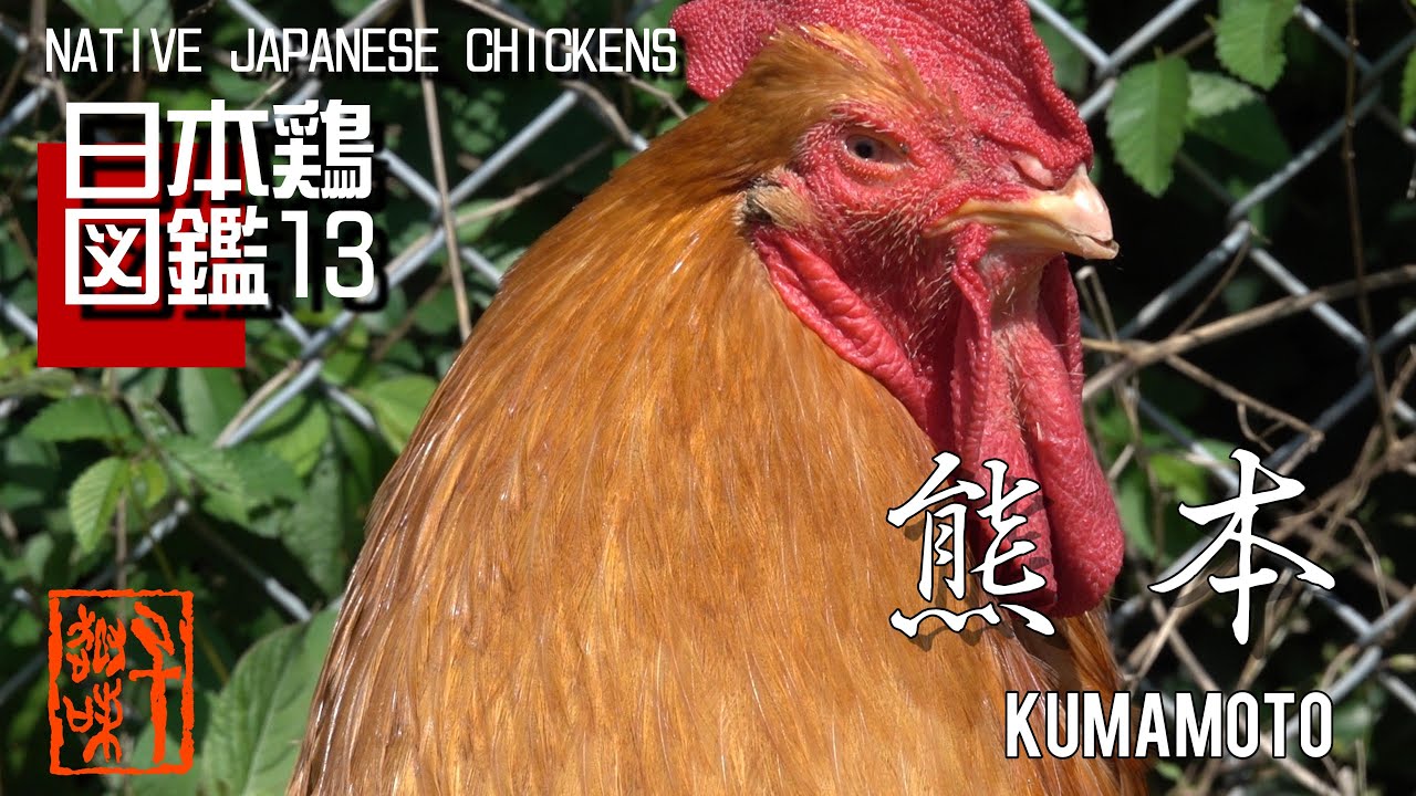 日本鶏図鑑13　熊本　The World of Native Japanese Chickens
