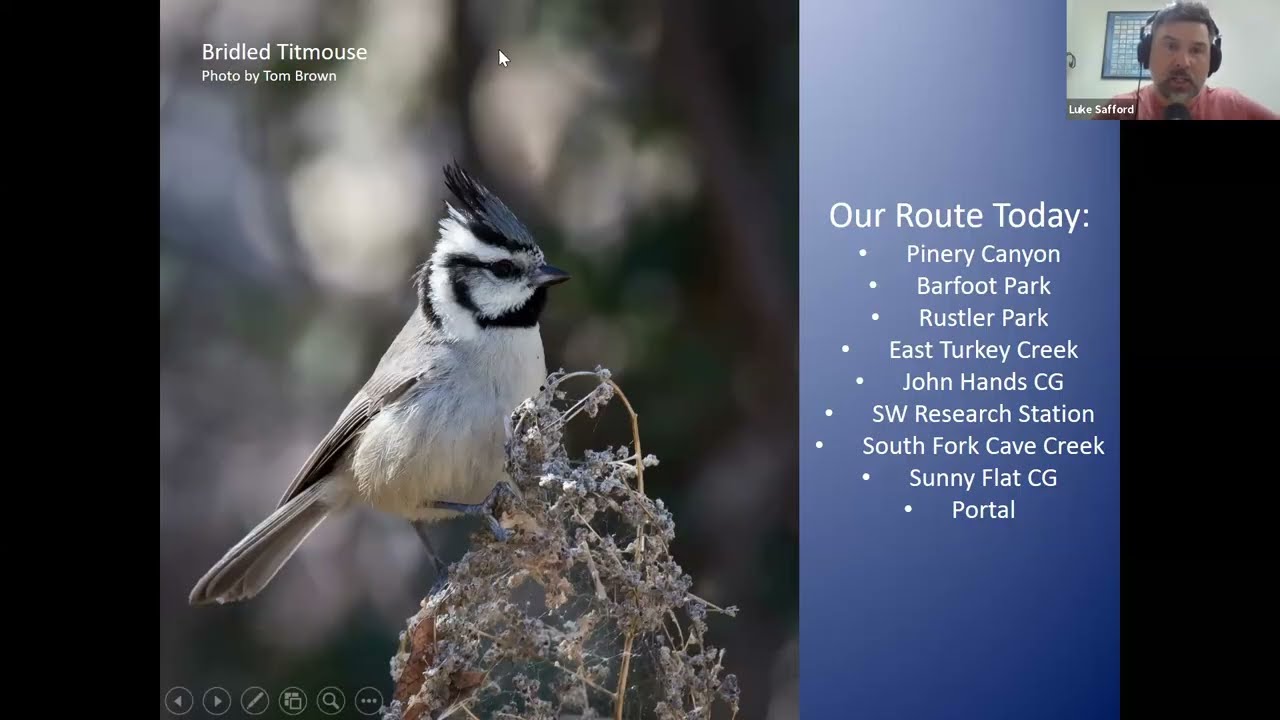 Where to Go Birding This Spring with Luke Safford