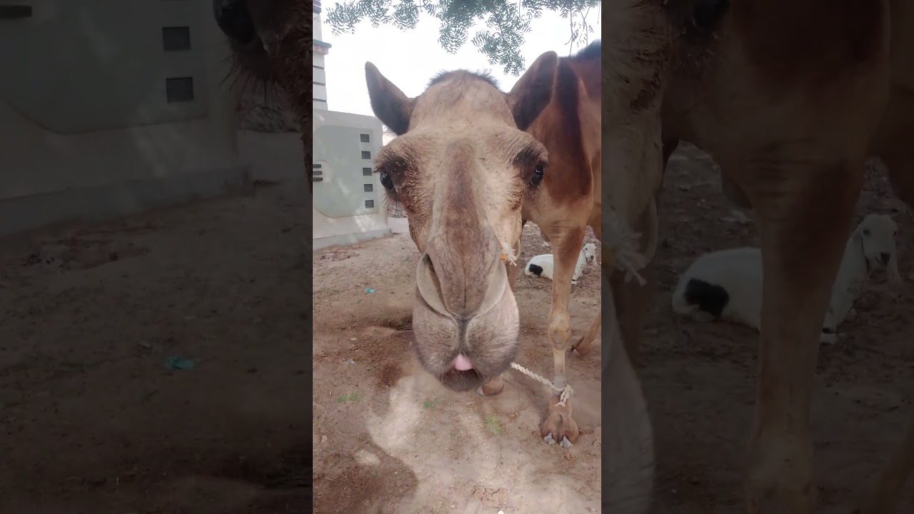 #camels#vlogsvideo#camelstharparkar#viralvideo #mastitime #camels #vlogarmy