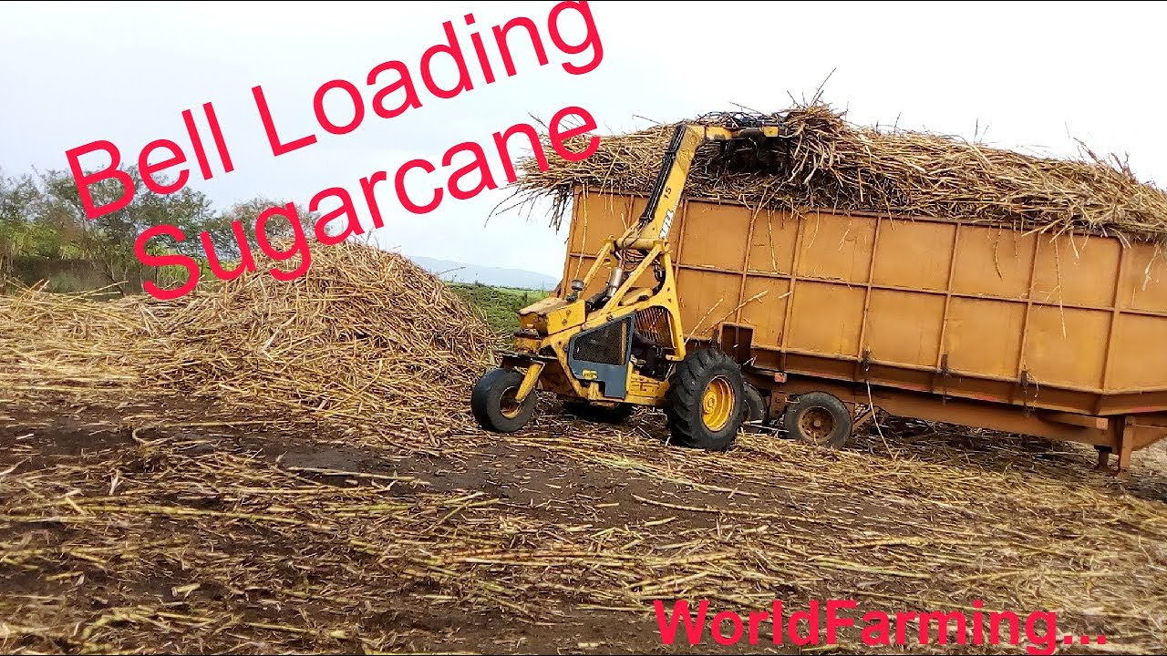 BELL. Loading And Offloading Sugarcane.