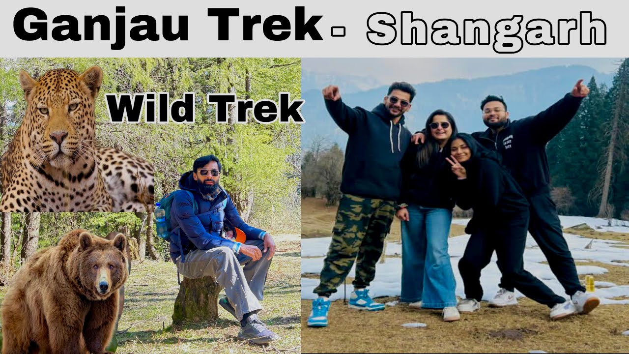 Ganjau Thatch Trek | Shangarh Sainj Valley | Thini Top Trek | Treks In Shangarh