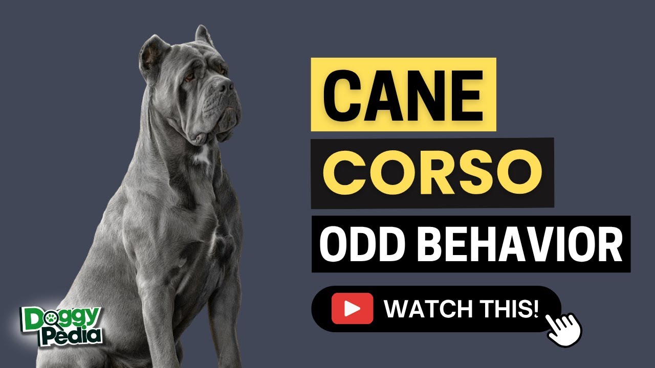 15 Odd Behaviors Cane Corso Do And What They Mean