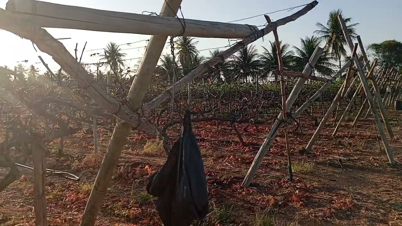 PARREIRAL DE UVA VITÓRIA/PETROLINA-PE 