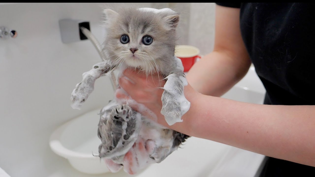 Котята были так рады первому купанию...