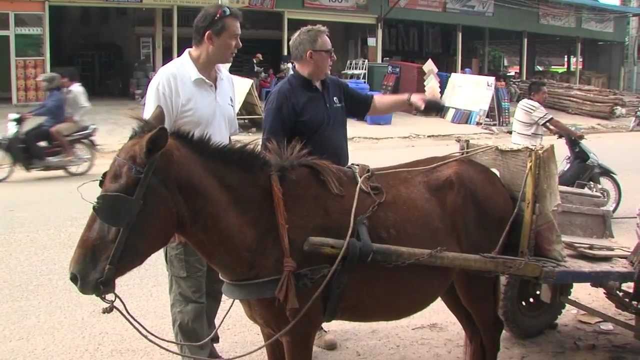 New partnership helps Cambodia's sports and working ponies