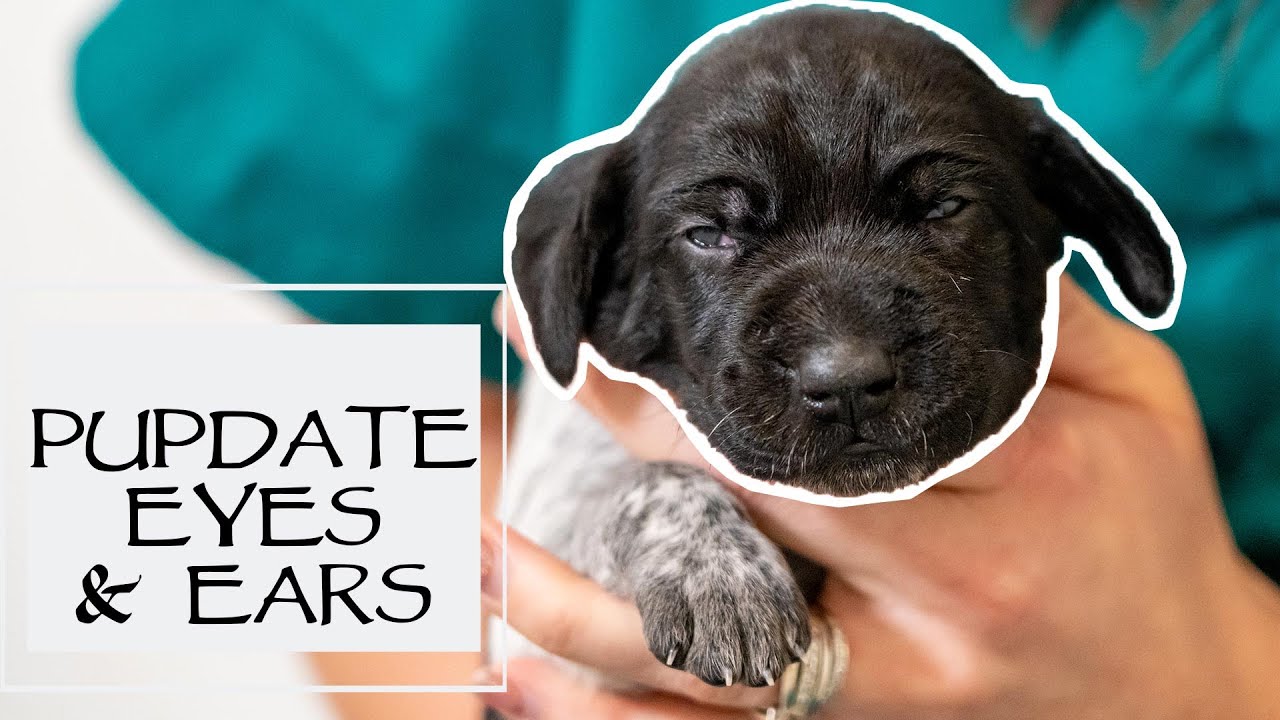 New Litter Update - Puppy Eyes & Ears, Not Quite Two Weeks Old - Caring For New Puppies