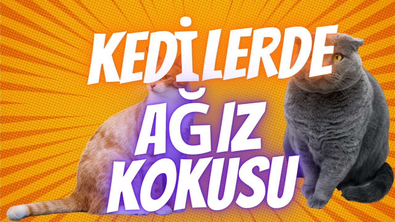Kedilerde ağız kokusu