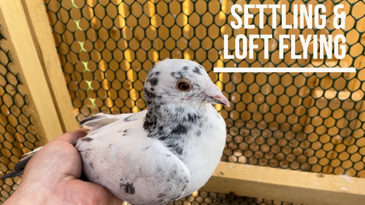 Settling and Loft Flying Young Pigeons