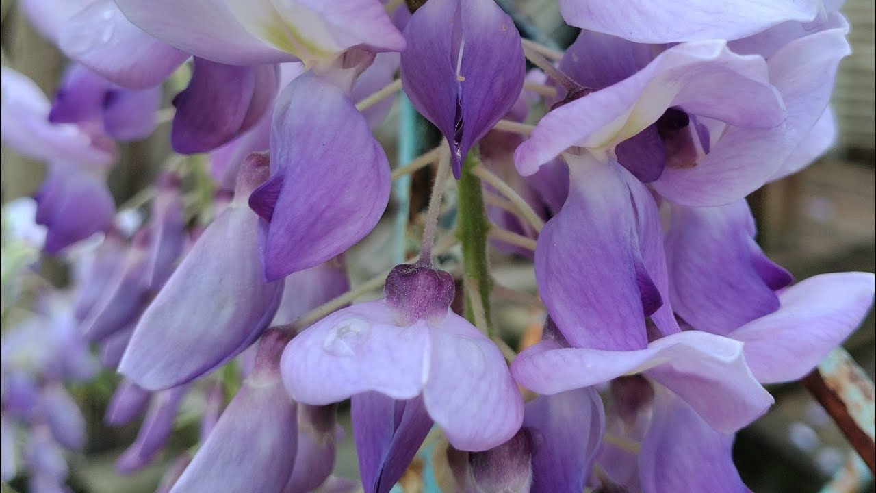 co existing with gorgeous Wisteria next to your home is definitely a learning experience 😂
